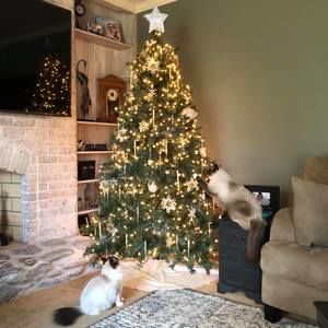 Meet your Posher, Karrie